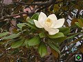 thn_NZ leden-unor 2006 046.jpg